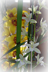 žuti i bijeli cymbidium u stakleniku