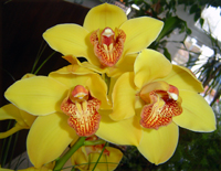 cymbidium orchid