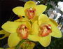 cymbidium orchid