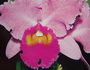 cattleya orchid