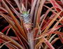 bromelija ananas red