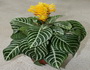 aphelandra afelandra