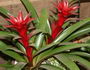 bromelia