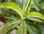 dracena_dermensis