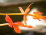 epidendrum orchid orange