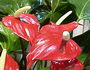 flamingov cvijet flamingo flower anthurium anturium anturij