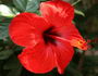 red hibiscus