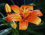 lilium