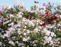 oleander_white