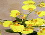 oncidium yellow close