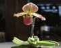 brown paphiopedilum orchid