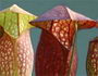 sarracenia