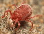 tetranychus urticae macro