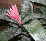 bromelija aechmea