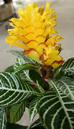 zebrasta afelandra (aphelandra)