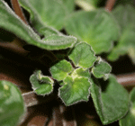 afričke ljubice u vegetaciji