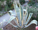 agave