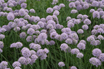 allium