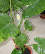 alocasia flowering