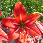 hippeastrum