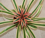 bromelija ananas