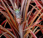 bromelija ananas red