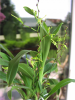 angraecum calceolus