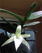 angraecum didieri