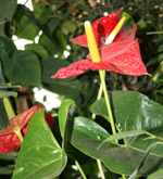 anthurium ili flamingov cvijet