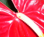 anthurium anturium anturij flamingov cvijet flamingo flower