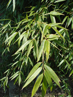 bamboo