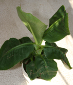 musa banana plant