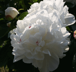 white paeonia