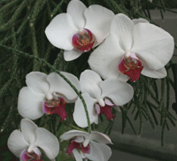 bijeli crvenousti phalaenopsis