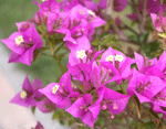 bougainvillea