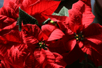 euphorbia (poinsettia) pulcherrima