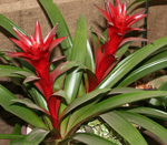 bromelia