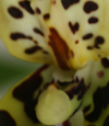 cambria orchid