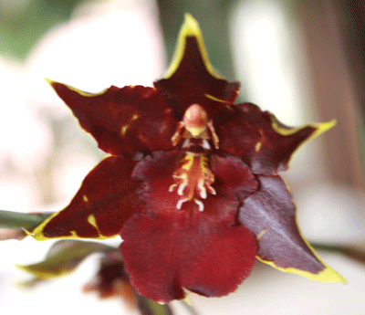 red cambria