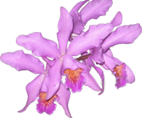 cattleya labiata