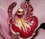 cimbidium i biljne uši