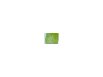 Cymbidium Mosaic Virus (CMV) CMV virus