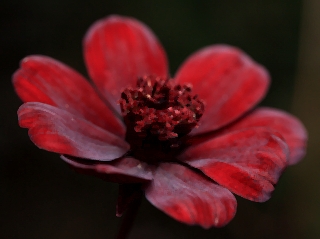 cokoladni Kosmos (Cosmos Atrosanguineus/Chocolate Cosmos)