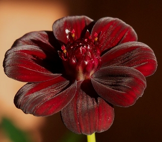 rijetke biljke Čokoladni Kosmos (Cosmos Atrosanguineus/Chocolate Cosmos) rare plants