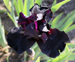 black iris