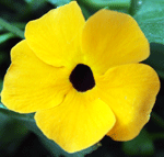 thunbergia