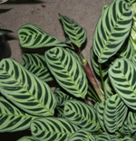 ctenanthe.png