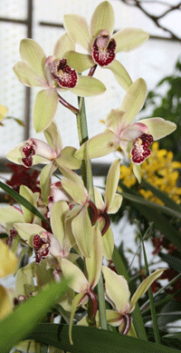 white red cymbidium