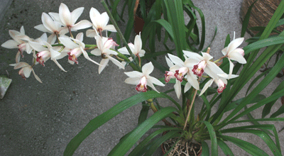 rozi cimbidium u cvatu