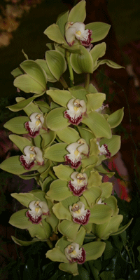 green cymbidium orchid